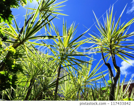 Okinawa Rycom Cordyline 117433842