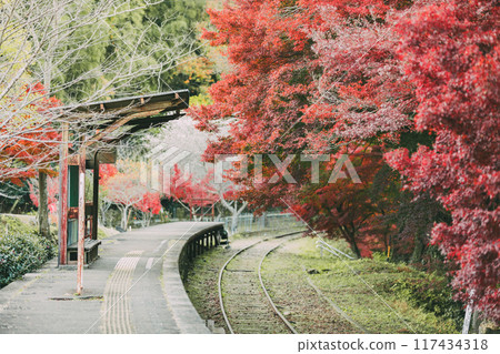 Autumn leaves at Mikawa-Hirose Station, an abandoned railway line Autumn leaves at Mikawa-Hirose Station, an abandoned railway line 117434318
