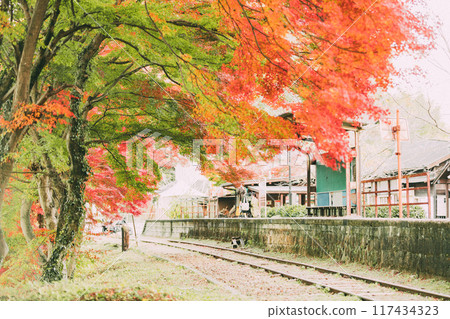 停運線路三河廣瀨站的秋葉 停運線路三河廣瀨站的秋葉 117434323