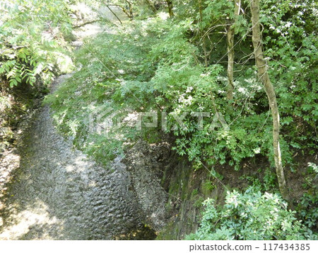 River in a dense forest River in a dense forest 117434385