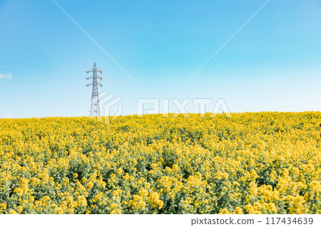 Minamichita Town: Rape flower fields at Hana Hiroba Tourist Farm 117434639