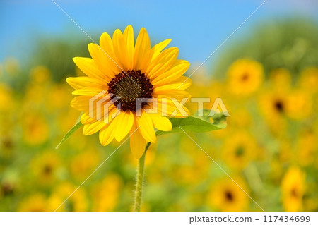 Sunflower field in full bloom Sunflower field in full bloom 117434699