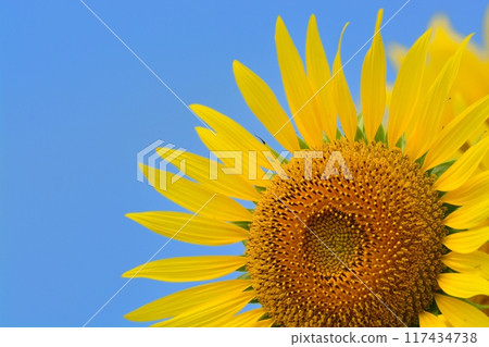 Sunflower field in full bloom Sunflower field in full bloom 117434738