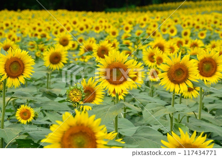 Sunflower field in full bloom 117434771