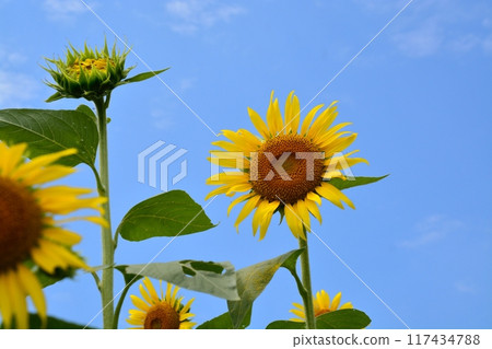 在盛開的向日葵領域 117434788