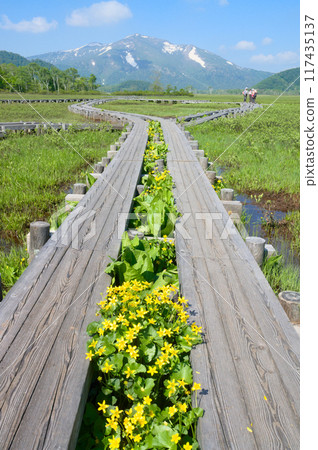 Marsh marigolds blooming in Oze Marsh marigolds blooming in Oze 117435137