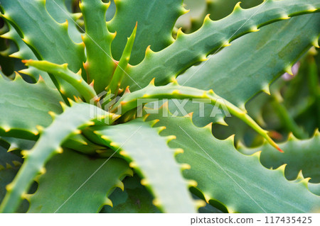 Aloe leaves from Tsumekizaki (Shimoda City, Shizuoka Prefecture) 117435425