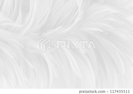Beautiful white grey bird feathers pattern texture background. Beautiful white grey bird feathers pattern texture background. 117435511