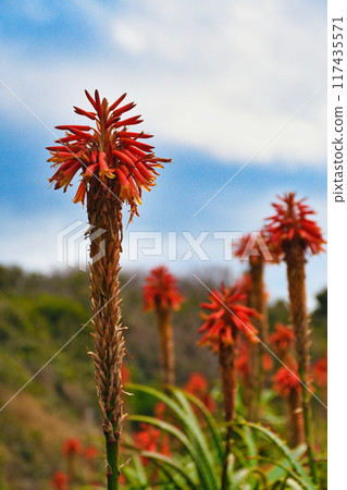 津木崎蘆薈(靜岡縣下田市) 津木崎蘆薈(靜岡縣下田市) 117435571