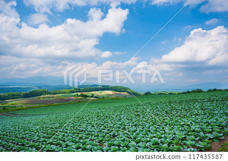 Beautiful green cabbage fields on the Tsumagoi Panorama Line in Gunma Prefecture Beautiful green cabbage fields on the Tsumagoi Panorama Line in Gunma Prefecture 117435587