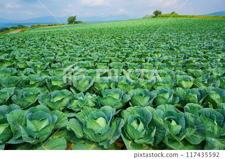 群馬縣嬬戀全景線美麗的綠色捲心菜田 117435592