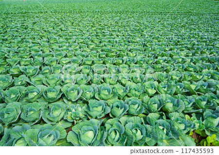 Beautiful green cabbage fields on the Tsumagoi Panorama Line in Gunma Prefecture Beautiful green cabbage fields on the Tsumagoi Panorama Line in Gunma Prefecture 117435593