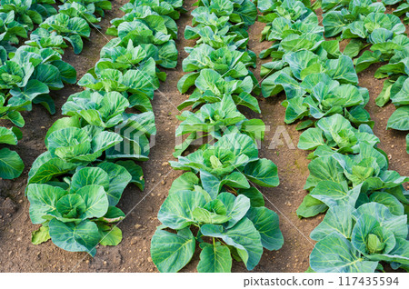 Beautiful green cabbage fields on the Tsumagoi Panorama Line in Gunma Prefecture Beautiful green cabbage fields on the Tsumagoi Panorama Line in Gunma Prefecture 117435594