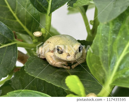 A tree frog with different colored eyes A tree frog with different colored eyes 117435595