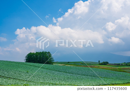 群馬縣嬬戀村落葉松山的捲心菜田 群馬縣嬬戀村落葉松山的捲心菜田 117435600