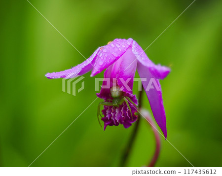 花雲和詩蘭花 花雲和詩蘭花 117435612