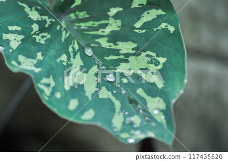 Colocasia Esculenta Hilo Beauty,Colocasia or Esculenta Hilo or Colocasia bicolor and rain drop 117435620