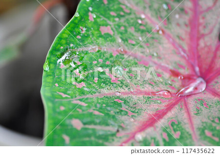 Caladium, Caladium Bicolor Vent or Caladium bicolor and rain drop Caladium, Caladium Bicolor Vent or Caladium bicolor and rain drop 117435622