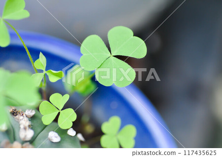Marsilea crenata, Marsilea crenata C Presl or MARSILEACEAE 117435625