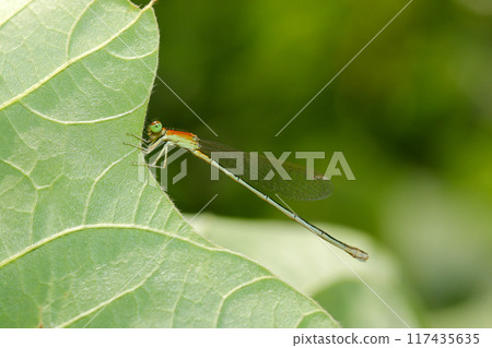 未成熟和成年亞洲蜻蜓（側視圖，自然光+閃光燈，微距特寫攝影） 117435635