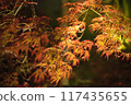 秋天的樹葉 117435655