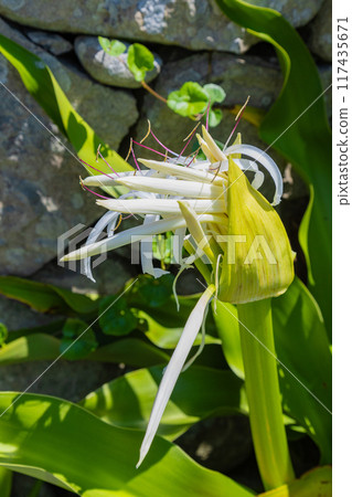 The flower of Miyazaki Prefecture, the Crinum lily, blooms at Omi Shrine in Hyuga City, Miyazaki Prefecture. The flower of Miyazaki Prefecture, the Crinum lily, blooms at Omi Shrine in Hyuga City, Miyazaki Prefecture. 117435671