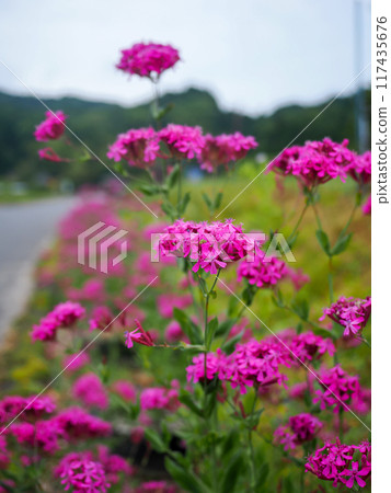 A landscape with a dianthus dianthus 117435676