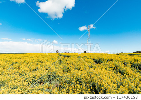 Minamichita Town: Rape flower fields at Hana Hiroba Tourist Farm 117436158