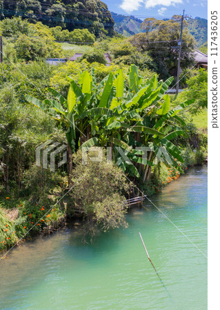 宮崎縣日向市的密密河，有香蕉樹般的芭蕉樹和翡翠河水 117436205
