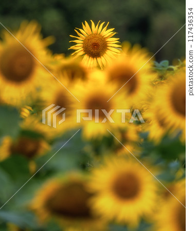在盛開的向日葵領域 117436354
