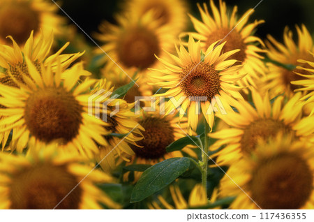 在盛開的向日葵領域 117436355