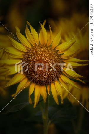 Sunflower field in full bloom Sunflower field in full bloom 117436359