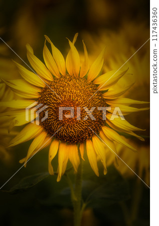 Sunflower field in full bloom Sunflower field in full bloom 117436360