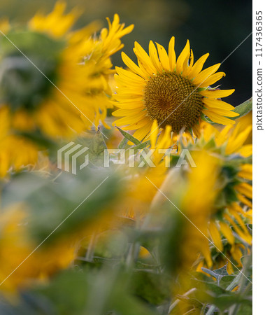 Sunflower field in full bloom Sunflower field in full bloom 117436365