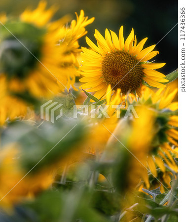 Sunflower field in full bloom Sunflower field in full bloom 117436366