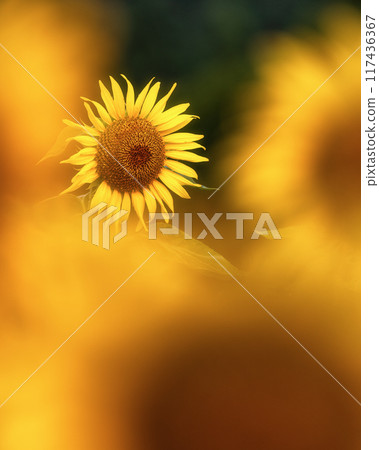 在盛開的向日葵領域 117436367