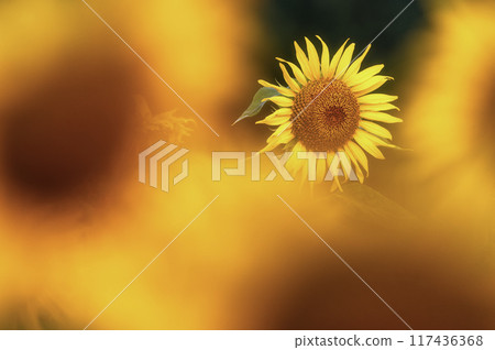 Sunflower field in full bloom 117436368