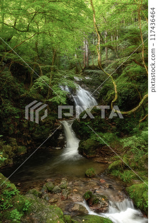 Shimotaki Falls of Yokokawa in the early morning in Hitachiota City, Ibaraki Prefecture 117436464