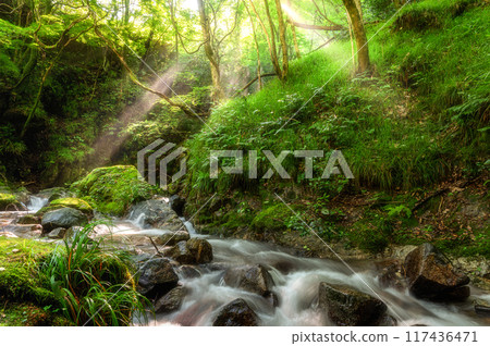 Shimotaki Falls of Yokokawa in the early morning in Hitachiota City, Ibaraki Prefecture Shimotaki Falls of Yokokawa in the early morning in Hitachiota City, Ibaraki Prefecture 117436471