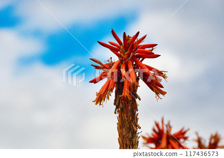 Aloe of Tsumekizaki (Shimoda City, Shizuoka Prefecture) Aloe of Tsumekizaki (Shimoda City, Shizuoka Prefecture) 117436573