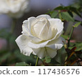 White Rose  117436576