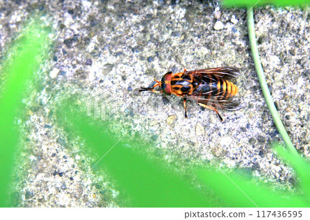 The blood-sucking insect Akaushiabu looks just like a hornet and sucks blood. 117436595
