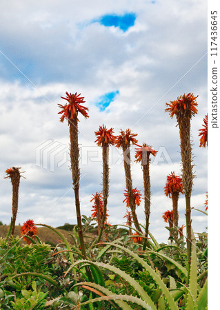 Aloe of Tsumekizaki (Shimoda City, Shizuoka Prefecture) Aloe of Tsumekizaki (Shimoda City, Shizuoka Prefecture) 117436645