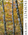 Beech autumn leaves 117436743
