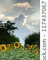 Sunflower field and sunset 117437067