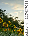 Sunflower 117437068