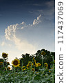 Sunflower and Izumo cloud 117437069