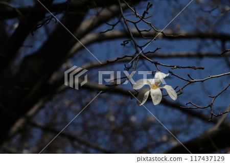 Kobushi Kobushi 117437129