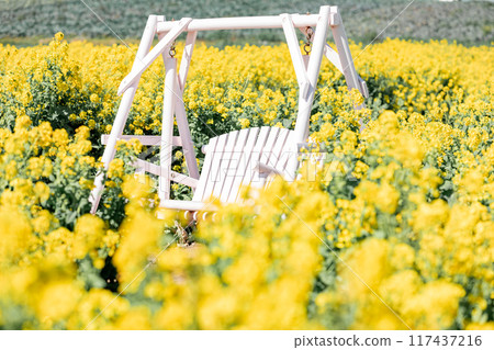 Minamichita Town: Rape flower field and white benches at the Hana Hiroba Tourist Farm 117437216