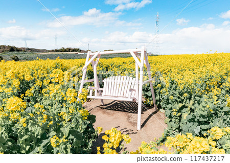 Minamichita Town: Rape flower field and white benches at the Hana Hiroba Tourist Farm 117437217